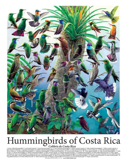 #623 Hummingbirds of Costa Rica (9 x 12) (fits 11 x 14 mat)