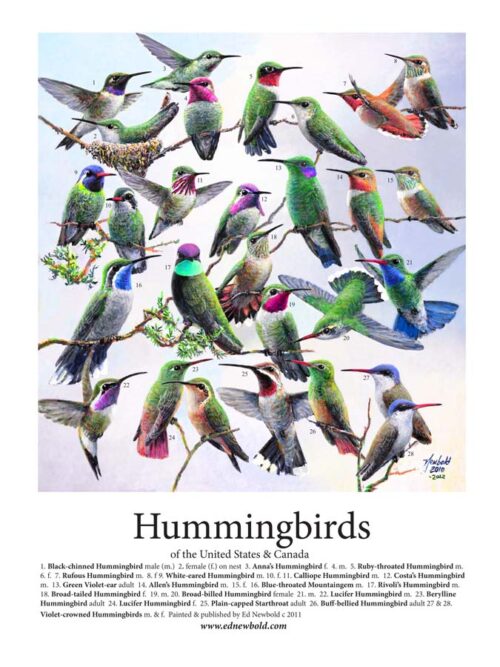 #622 Hummingbirds of the US (9 x 12) vertical ( fits 11 x 14 mat)