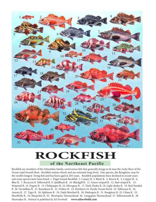 #617 Rockfish of the Northeast Pacific (9 x 12) vertical ( fits 11 x 14 mat)