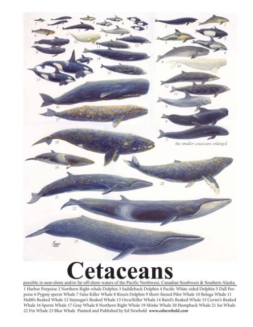 #616 Cetaceans (9 x 12) vertical ( fits 11 x 14 mat)