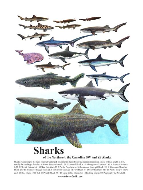 #618 Sharks (9 x 12) vertical ( fits 11 x 14 mat)