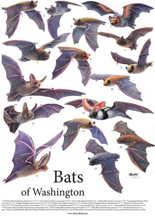 poster of a painting by Seattle Wildlife Artist Ed Newbold of the Bats of Washington state.