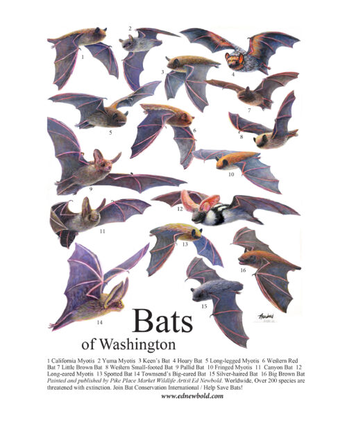 Bats of Washington state poster by Seattle Wildlife Artist Ed Newbold