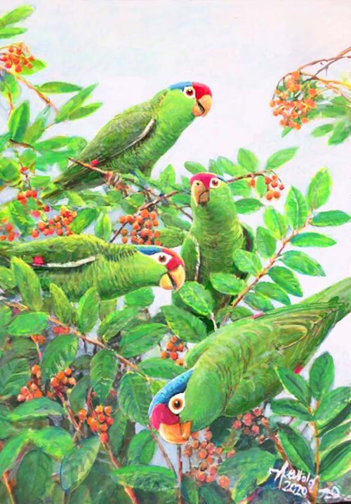 Print of a painting by Ed Newbold of Red-crowned Parrots