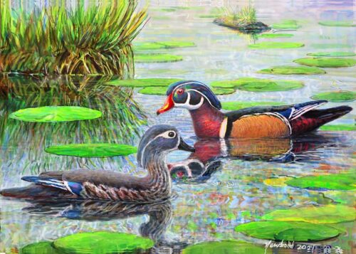 #768 Wood Duck pair swimming (6 x 8) (in 8 x 10 mat)
