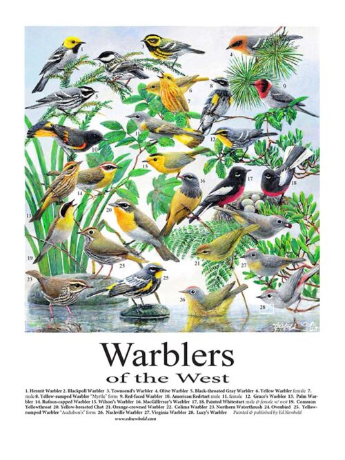 #624 Warblers of the West (9 x 12) vertical (fits 11 x 14 mat)