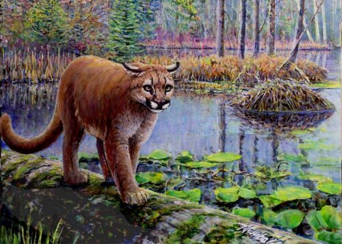 #674  Mountain Lion (9 x 12 print for 11 x 14 mat)