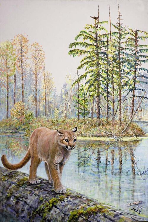 Cougar crossing a Cascade Mountains wetland on a log, painting and print by Ed Newbold