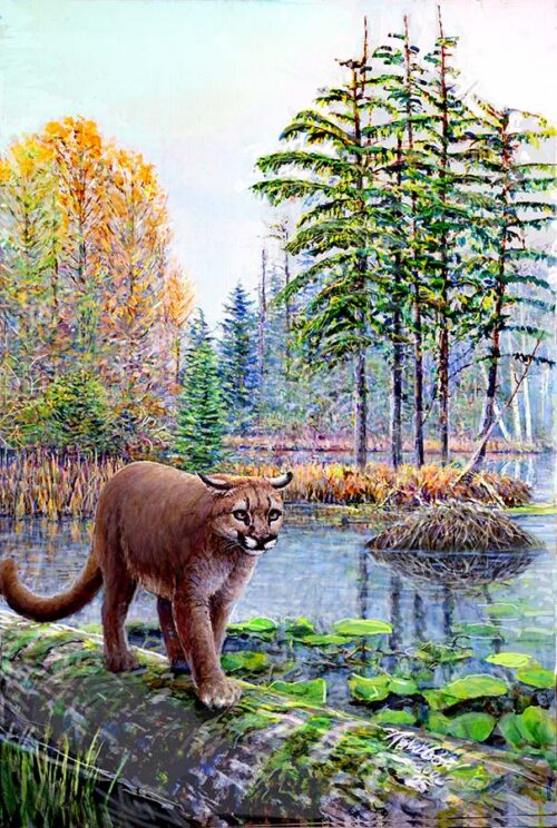 #531 Mountain Lion (12 x 16)