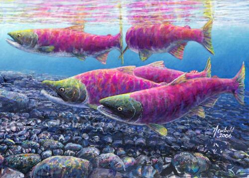 12 x 16 print of Sockeye Salmon by Seattle Wildlife Artist Ed Newbold