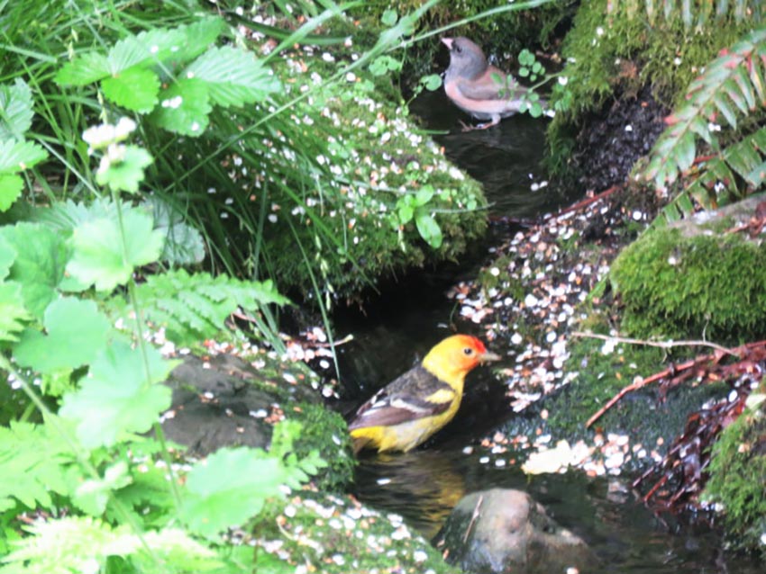 A Western Tanager and a Dark-eyed Junco bathe in Butyl Creek in Seattle