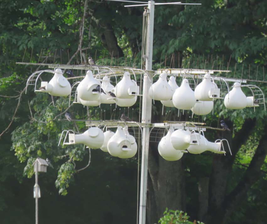 Just one pole's worth of Purple Martin housing in the largest Martin colony in the West