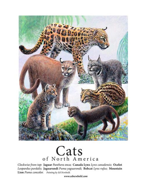 A 9 x 12 mini-poster of all the species of Cats of North America by Seattle Wildlife Artist Ed Newbold