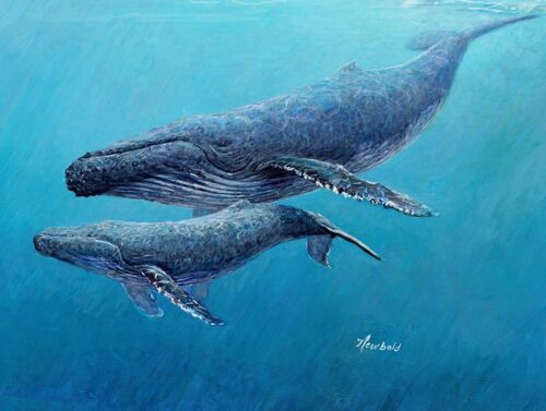 print of a painting of Humpback Whales, mother and young by Seattle Wildlife Artist Ed Newbold