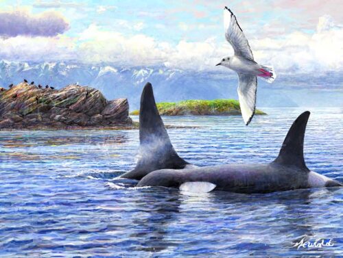 print of a painting or Orcas in the Salish Sea by Seattle Wildlife Artist Ed Newbold