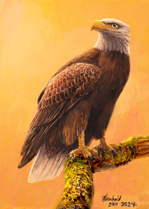 #533 Bald Eagle (12 x 16)
