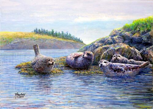 #644 Salish Sea Seal Siesta (Harbor Seals) (9 x 12) fits 11 x 14 mat