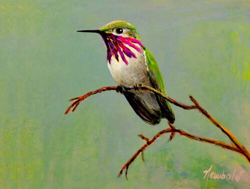 #759 Calliope Hummingbird (print for 8 x 10 mat)