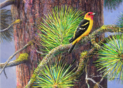 #746 Western Tanager (on Ponderosa Pine) (8 x 10)