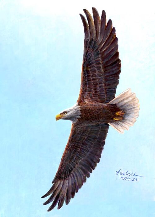 #797 Bald Eagle (12 x 16") (in flight)