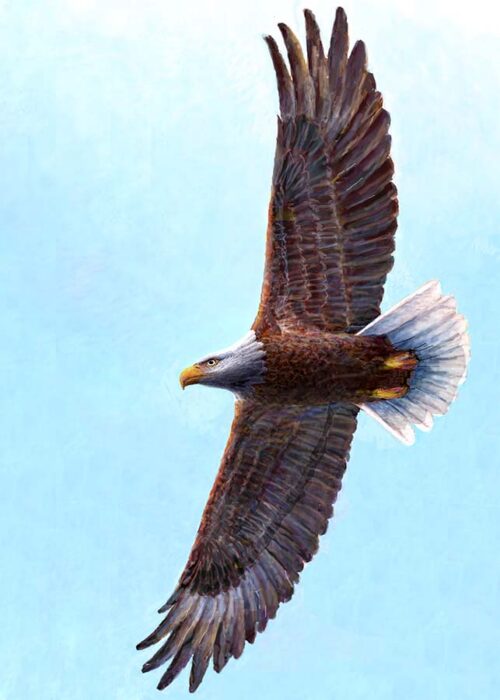 #797 Bald Eagle (12 x 16") (in flight)