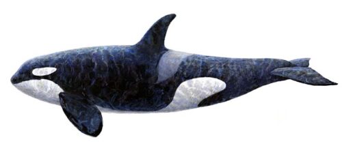 #599 Orca (on white) (horiz) (6 x 18)