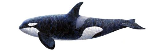 #514 Orcas (on white) XL Medley (12 x 36")