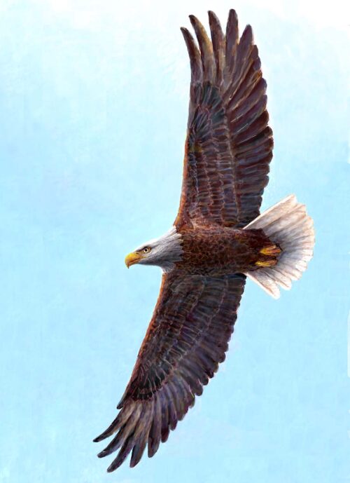 #852  Banking Bald Eagle (20 x 30" print)