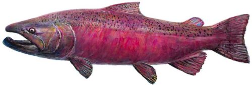 #598 King Salmon (on white) (horiz) (6 x 18)