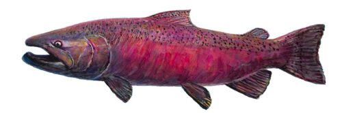 #598 King Salmon (on white) (horiz) (6 x 18)