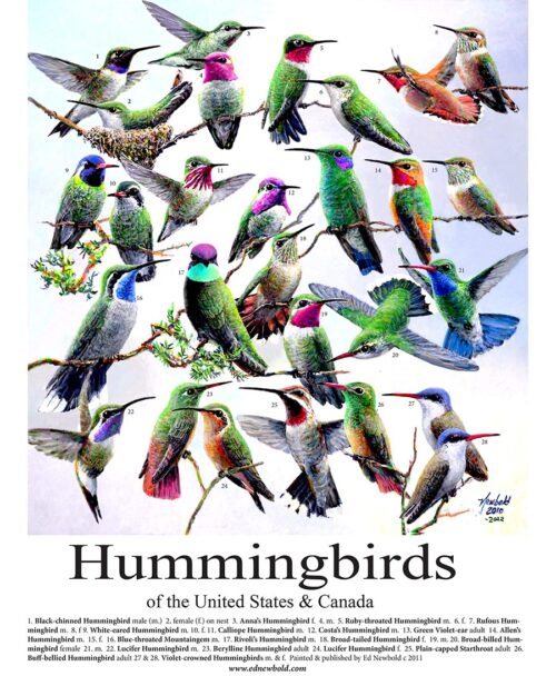#808 Hummingbirds of the US (12 x 16)