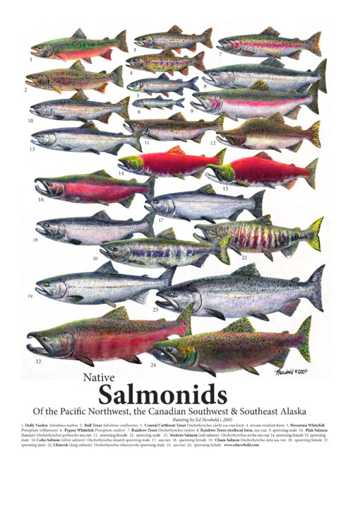 #682 Salmonids (12 x 16)