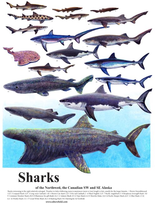 #867 Sharks of the Northwest