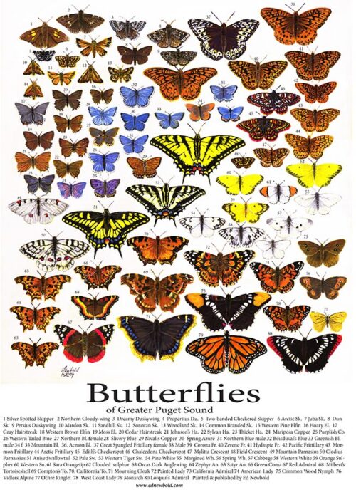 #806 Butterflies of Greater Puget Sound (12 x 16)