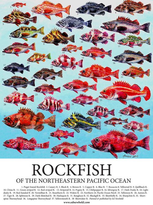 #868 Rockfish of the Northeast Pacific (12 x 16)