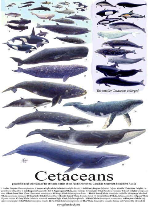 #874 Cetaceans (12 x 16)