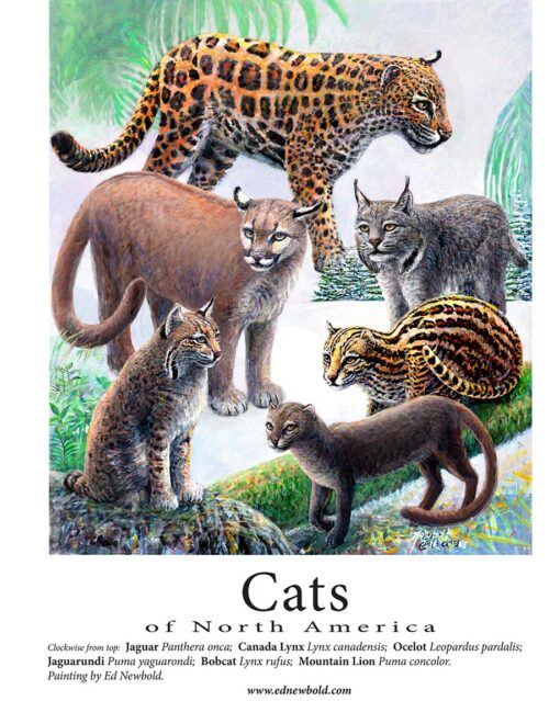 #879 Cats of North America (12 x 16)