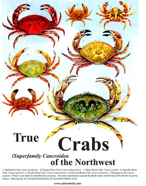 #865 True Crabs of the Northwest 12 x 16