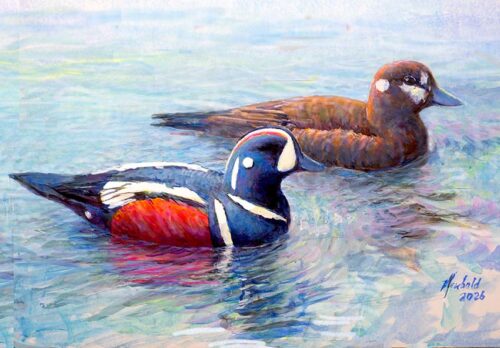 #629 Harlequin Ducks (swimming pair) (9 x 12)