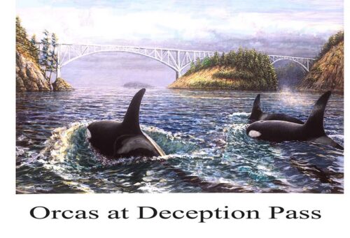 #647 Orcas at Deception Pass 9 x 12