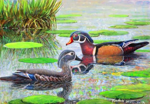 #636 Wood Ducks (swimming pair) (9 x 12)