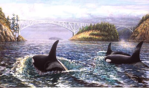 #647 Orcas at Deception Pass 9 x 12