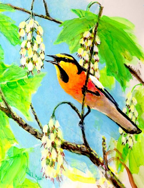 #756 Bullock's Oriole (6 x 8) in 8 x 10 mat