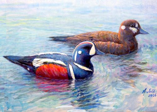 #766 Harlequin Duck pair swimming (in 8 x 10 mat)
