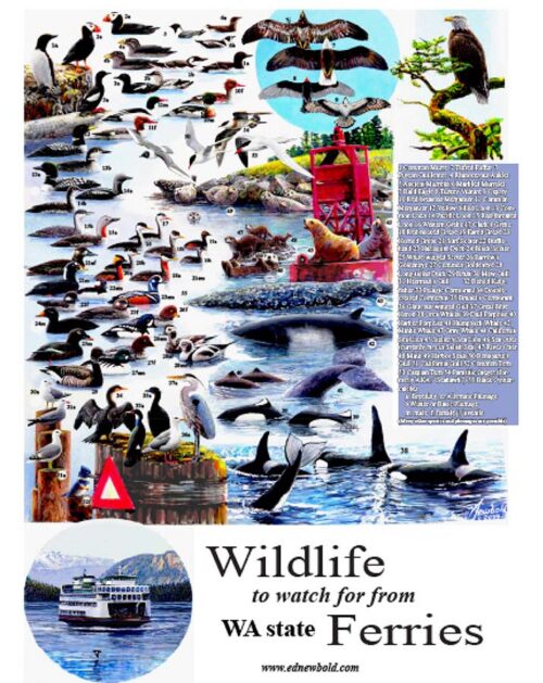 #800 Wildlife from a Ferry (12 x 16)